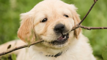 Pat a pooch – your first step to good health Pat a pooch – your first step to good health