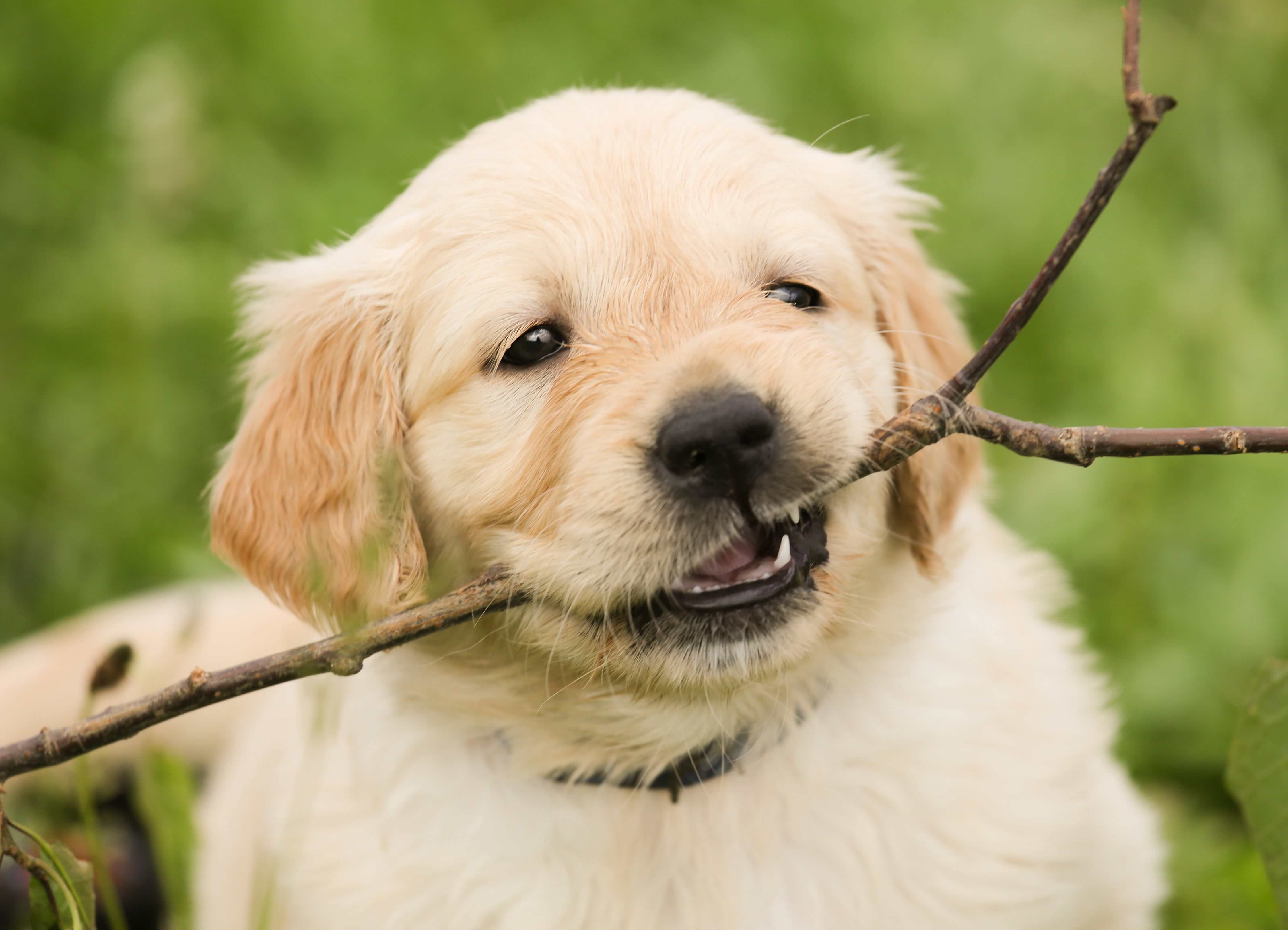 Cute golden labrador puppy with a stick in it's mouth