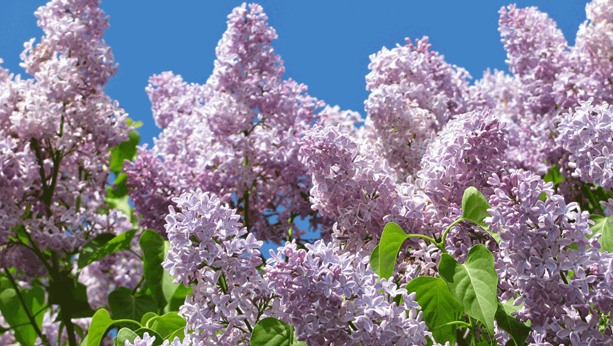 Purple Lilac Spring Blossoms against a blue sky