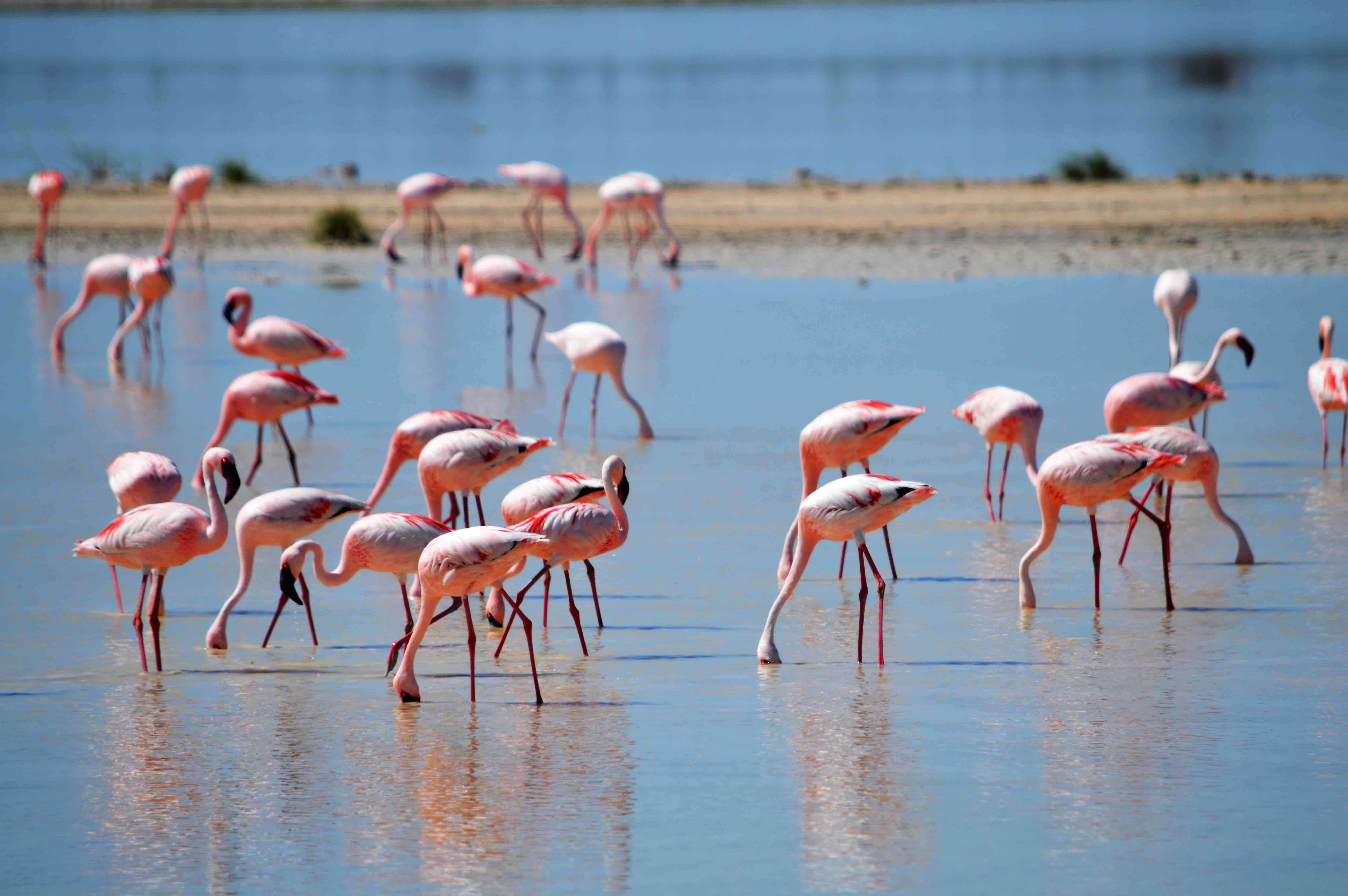 Group of pink flamingos drinking water