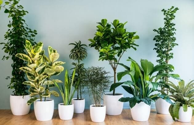 Picture of various indoor plants