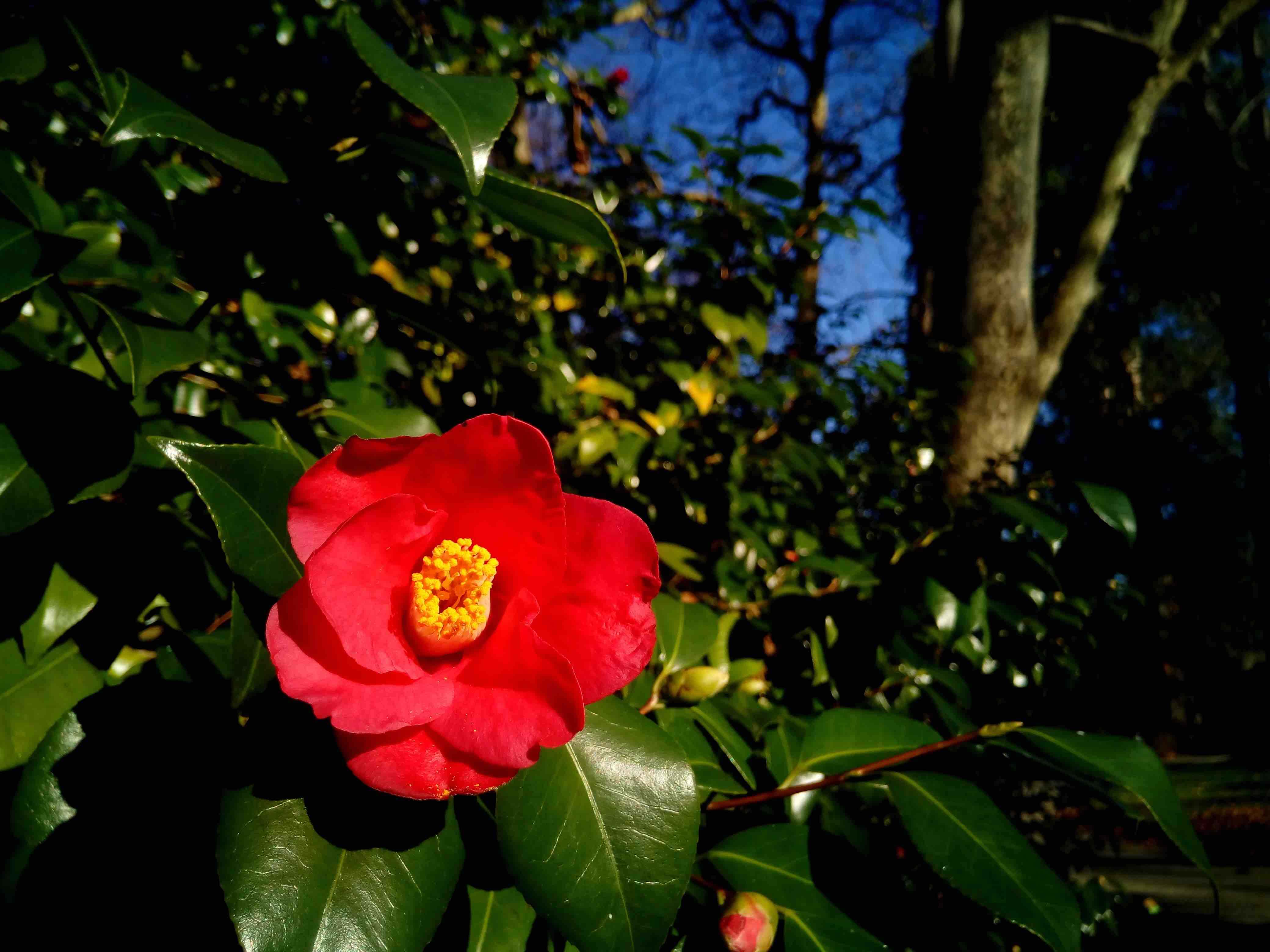 A red Camellia