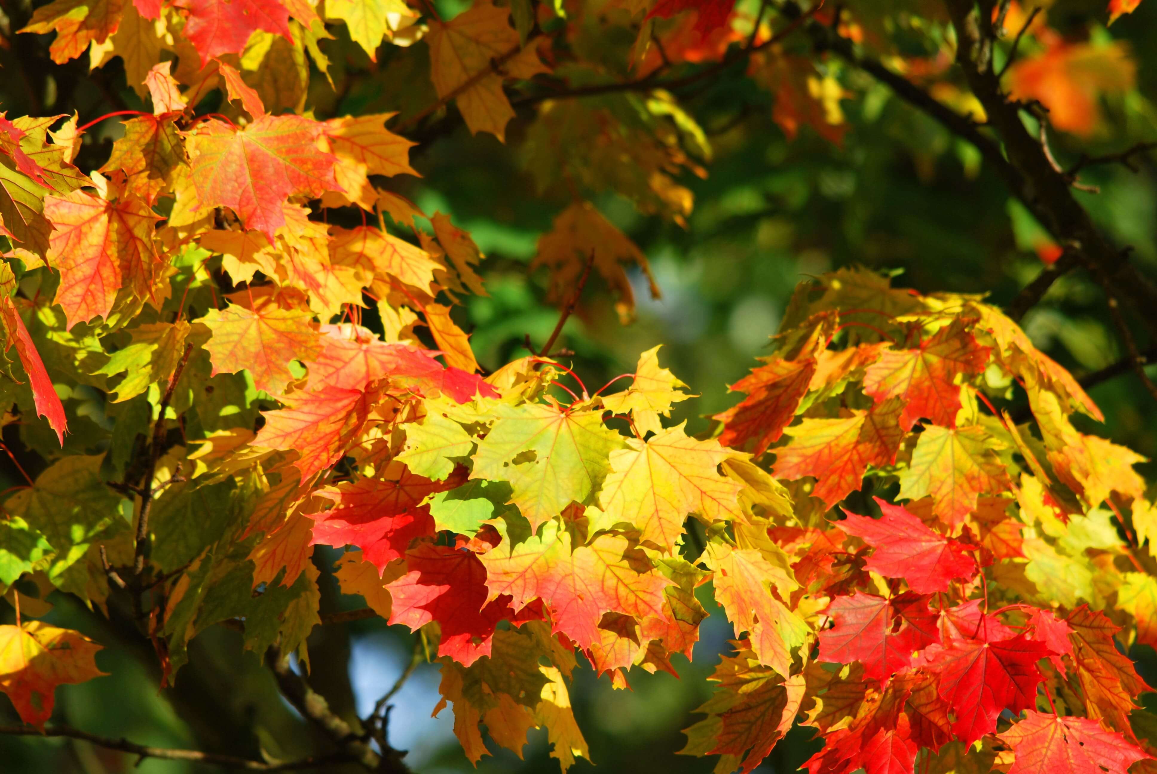 Golden yellow, orange and red autumn leaves