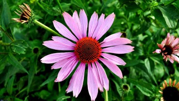 10 herbs & spices to boost your immunity 10 herbs & spices to boost your immunity