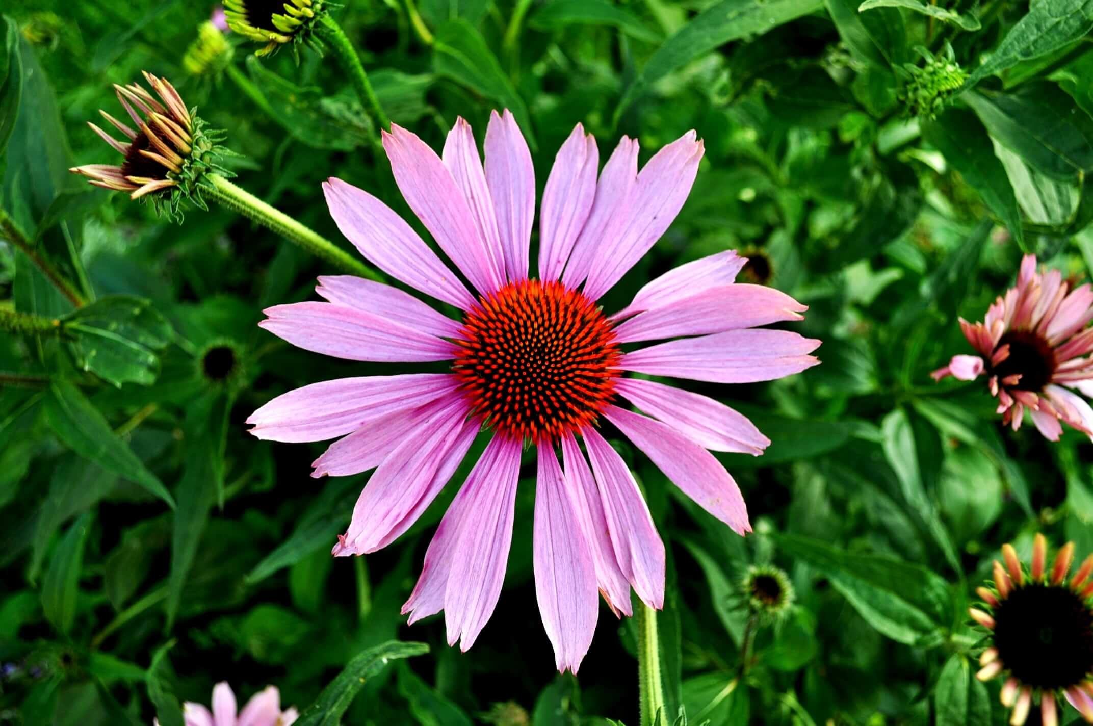 Bright pink echinacea flower