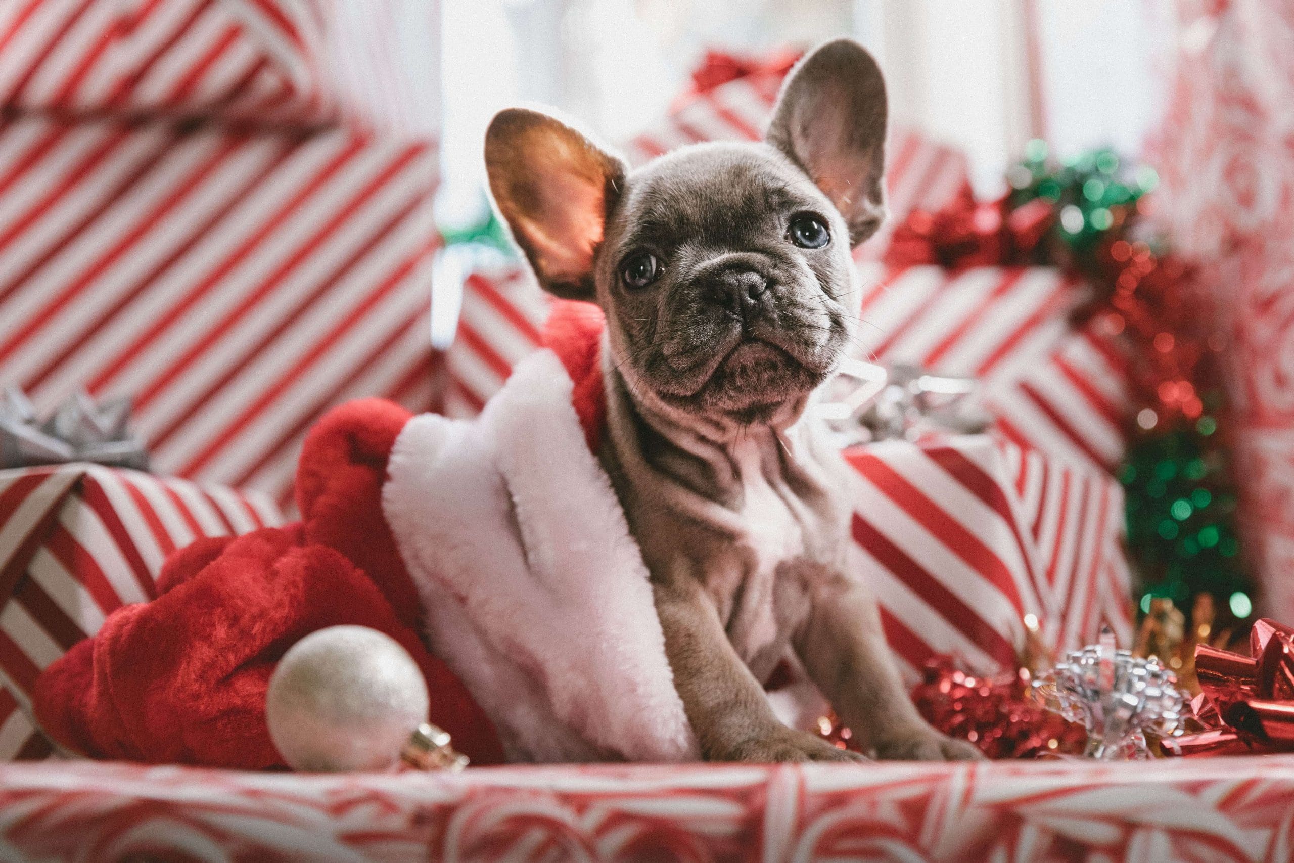 French bulldog puppy sitting in a Santa hat