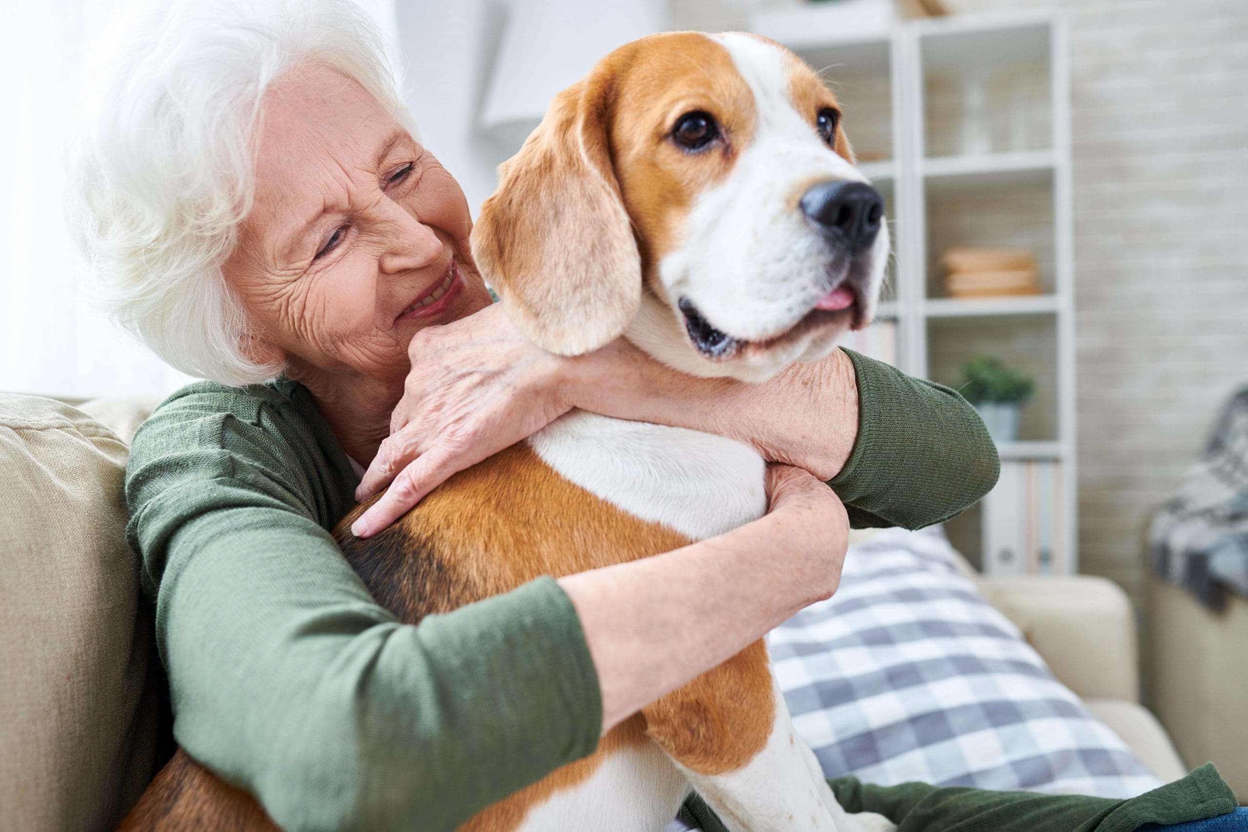Senior woman sitting on a couch and cuddling her Beagle dog