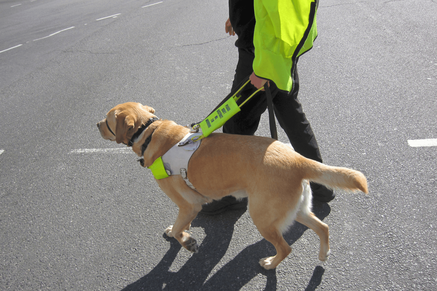 New Study of Assistance Dogs and Deaf People